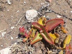 Mesembryanthemum crystallinum