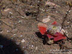 Mesembryanthemum crystallinum