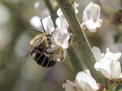 Colletes dimidiatus
