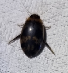 Rhantaticus congestus