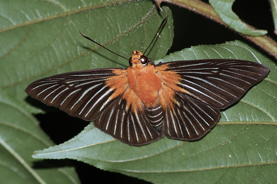 Striped Dawnfly