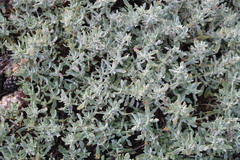 Galatella villosa