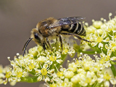 Colletes dimidiatus