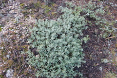 Galatella villosa