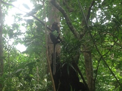 Macaca fascicularis philippensis