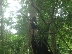 Macaca fascicularis philippensis