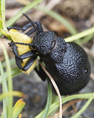 Meloe tuccius
