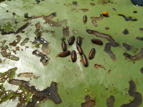 Waterlily Leaf Beetle, photo 7 of 10