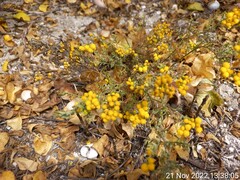 Oncosiphon suffruticosus