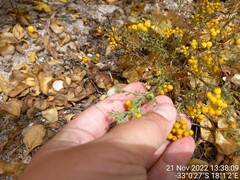 Oncosiphon suffruticosus