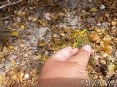 Oncosiphon suffruticosus