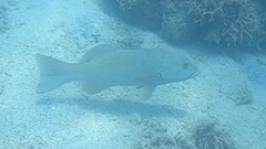 Plectropomus leopardus