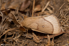 Lasiocampa terreni