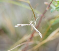 Platyptilia celidotus