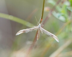 Platyptilia celidotus