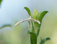 Platyptilia celidotus