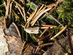 Acleris notana