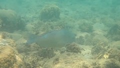 Choerodon schoenleinii