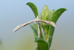 Platyptilia celidotus