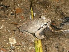 Ranoidea lesueuri
