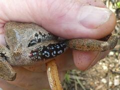 Ranoidea lesueuri