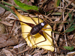 Phalangopsis