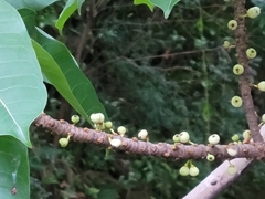 Ficus caulocarpa