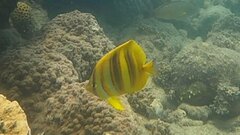 Chaetodon rainfordi