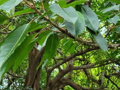Ficus caulocarpa