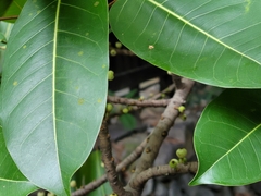 Ficus caulocarpa