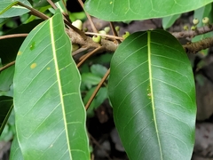 Ficus caulocarpa