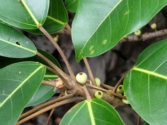 Ficus caulocarpa