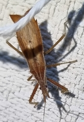 Polycentrocoris turneri