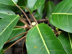 Ficus caulocarpa