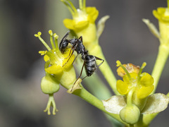 Camponotus feae