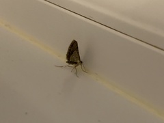 Chloroclysta siterata