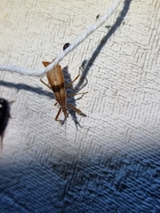 Polycentrocoris turneri