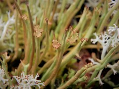Cladonia maxima
