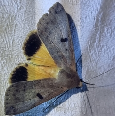 Ophiusa disjungens