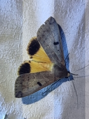 Ophiusa disjungens
