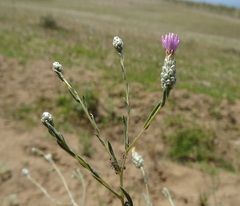 Centaurea pulchella