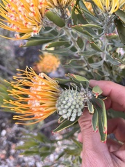 Leucospermum erubescens