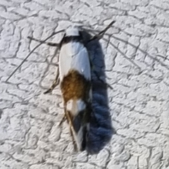 Monopis icterogastra