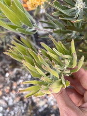 Leucospermum erubescens