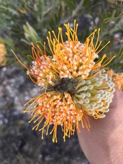Leucospermum erubescens