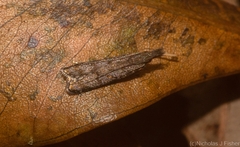 Dichomeridinae