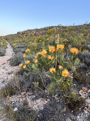 Leucospermum erubescens