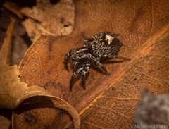 Saitis virgatus