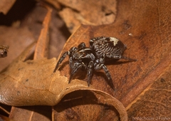 Saitis virgatus