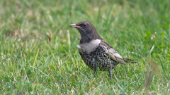 Turdus torquatus